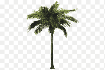 Jungle s, ilustración de palmera,  png thumbnail